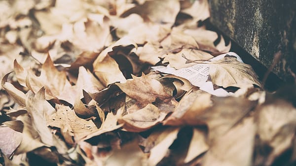 Loose printed pages scattered across a surface, some of them overlapping