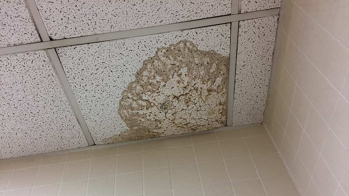 A stained and blistered ceiling panel damaged by water leaking from a pipe above it